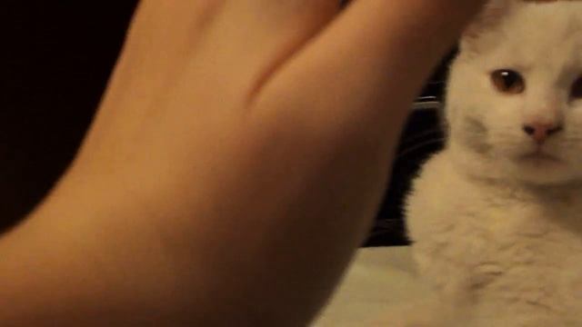 котяка дает пять смотреть онлайн