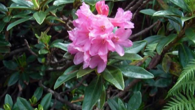 Passo del Vivione - Festa del rododendro смотреть онлайн