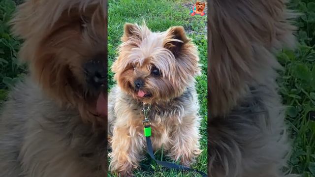 Йорк Пат | Тысячу раз спасибо смотреть онлайн