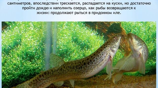 Вьюн смотреть онлайн