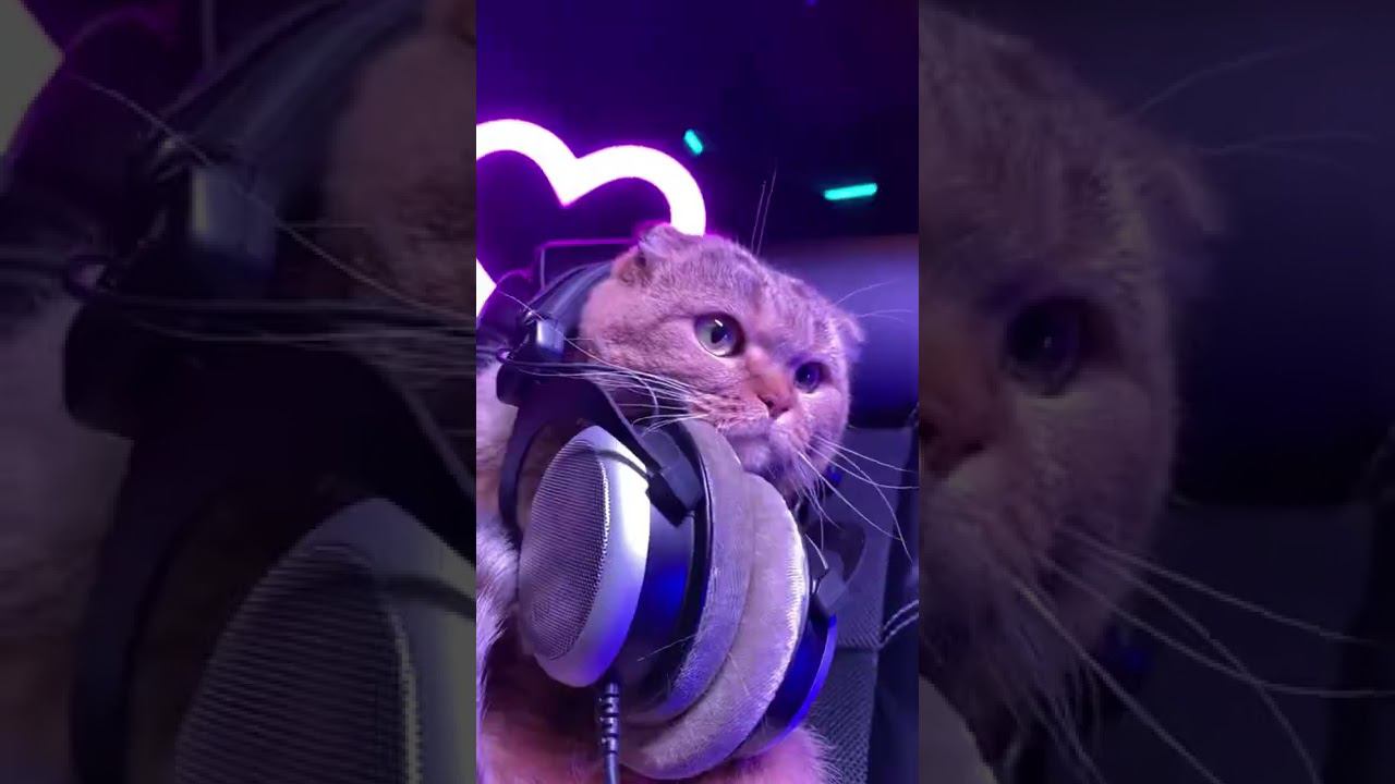 МЯУГИ - ЭНДИ КИСА