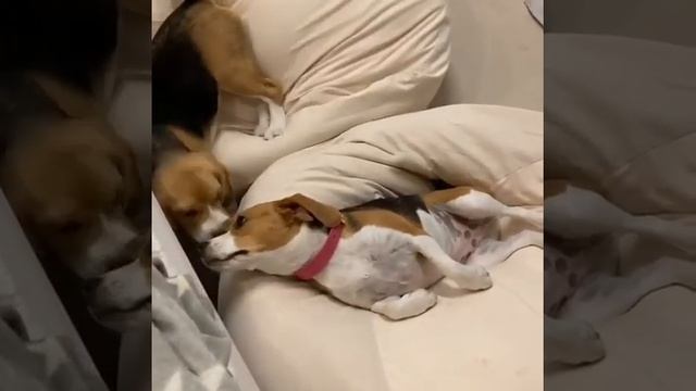 Взрослые Бигли играют в лежанке смотреть онлайн