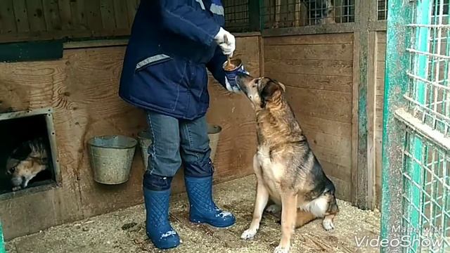 Кормление, 15.03.18 , Кожуховский приют смотреть онлайн