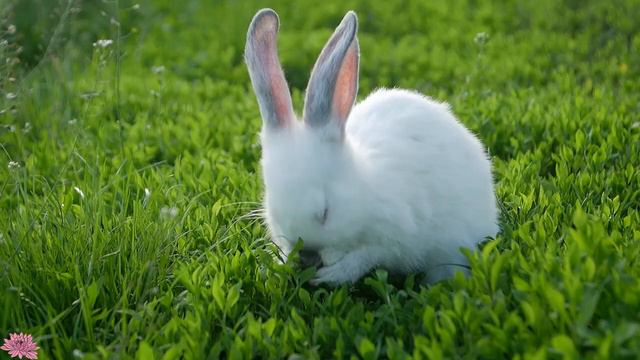 Музыка для души 🌿 Мягкая музыка успокаивает нервную систему и восстанавливает здоровье #224 смотреть онлайн