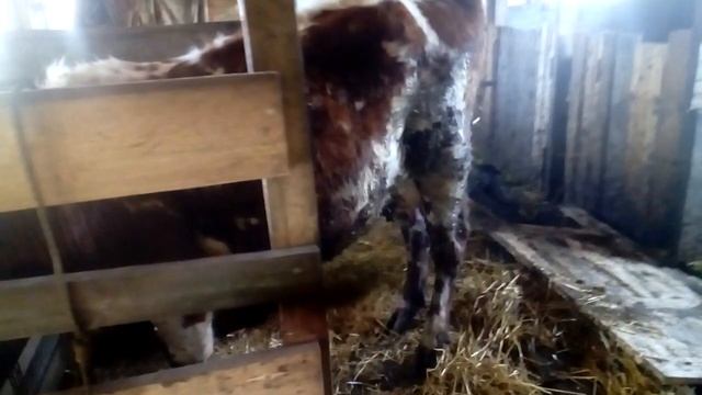 СНОВА ЧП В ХОЗЯЙСТВЕ.ПОКОЙ НАМ ТОЛЬКО СНИТСЯ. смотреть онлайн
