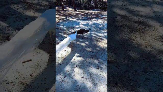Где живут павлины? Острова Эгейского моря. смотреть онлайн