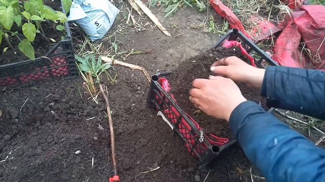 Высаживаем малину Самохвал на маточный корень! смотреть онлайн