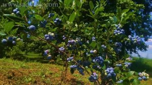 Как вырастить голубику? Голубика: посадка, уход и секреты выращивания.