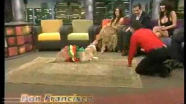 Собачие танцы смотреть онлайн