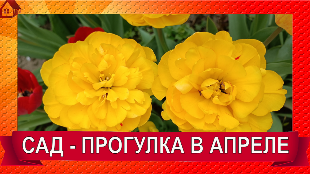 Конец Апреля - Прогулка по саду, что цветет, рассада в теплице смотреть онлайн