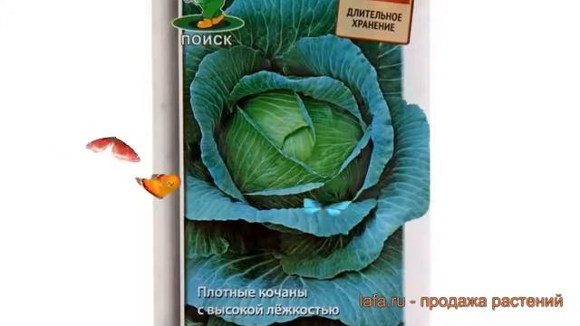 Капуста белокочанная Зимовка 1474 (zimovka 1474) ? обзор: как сажать, семена капусты Зимовка 1474 смотреть онлайн
