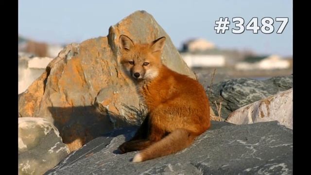 #3487. Лисицы (В мире животных) смотреть онлайн