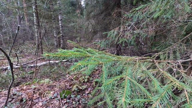 Лесная ИЗБА БЕРЛОГА \ Дом в лесу стал крепче - Землянка смотреть онлайн