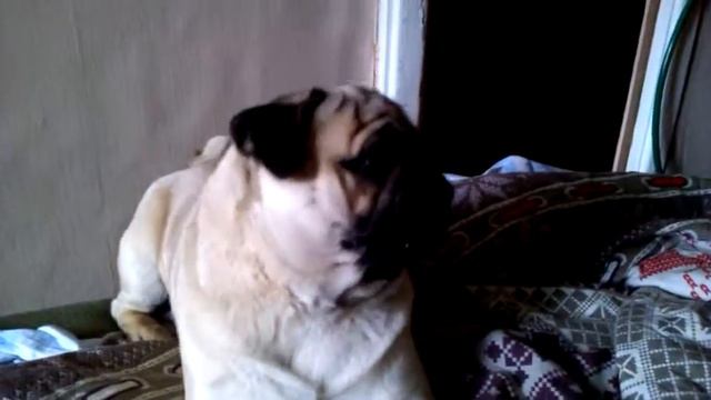 Мопс Гомер и шарик смотреть онлайн