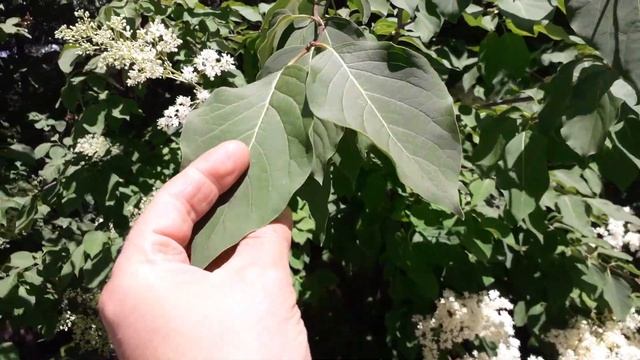 Сирень амурская. Небольшой обзор смотреть онлайн