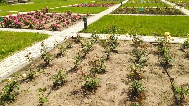 20.06.2021. Кисловодский национальный парк. Долина роз. Часть 1 смотреть онлайн