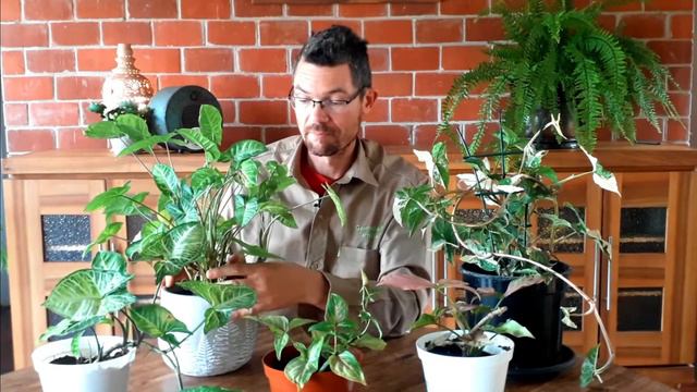 Growing with Grace: A Guide to Basic Care for Your Syngonium Plant смотреть онлайн