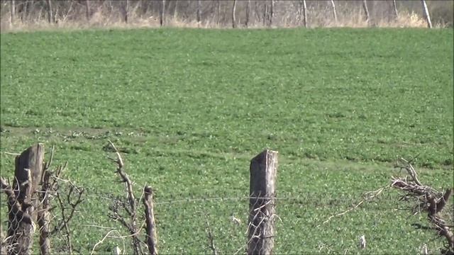 Бараны, помогающие в очистке сада Март 2020 смотреть онлайн