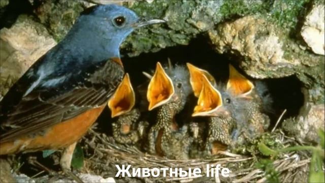 СИНИЙ КАМЕННЫЙ ДРОЗД?/Животные life/Птицы/Животные/Интересные факты смотреть онлайн