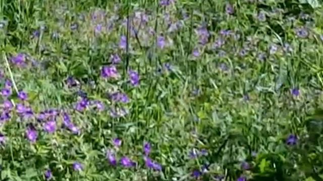 ТАНЕЦ БАБОЧЕК смотреть онлайн