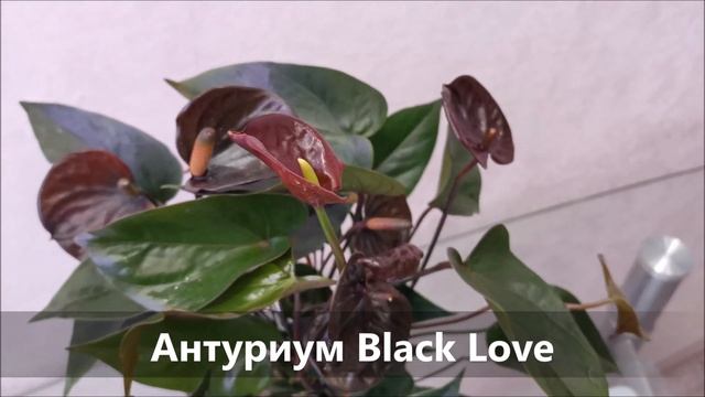 Антуриум Блэк Лав (Black Love), обзор сорта смотреть онлайн