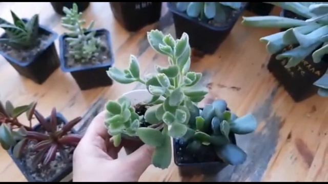 Обзор суккулентов смотреть онлайн