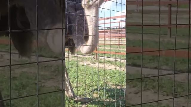 Парк птиц (страус) смотреть онлайн