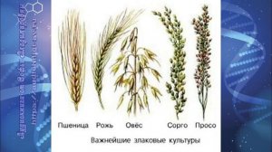 Биология 7 кл Пасечник $33 Класс однодольные