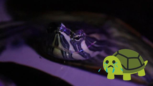 CUIDADOS COMPLETOS DE LA TORTUGA PAVOREAL | CUIDADOS TRACHEMYS VENUSTA смотреть онлайн