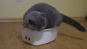 БРИТАНСКИЙ КОТ или Смешные моменты Гарри/ British cat Harry