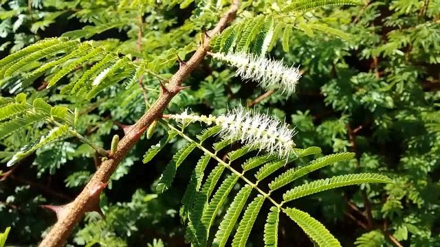 Mimosa Hostilis Flowers