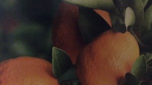 Чтение 1. Пищевая продукция безопасность. ТР ТС 021 Технический регламент Таможенного союза.