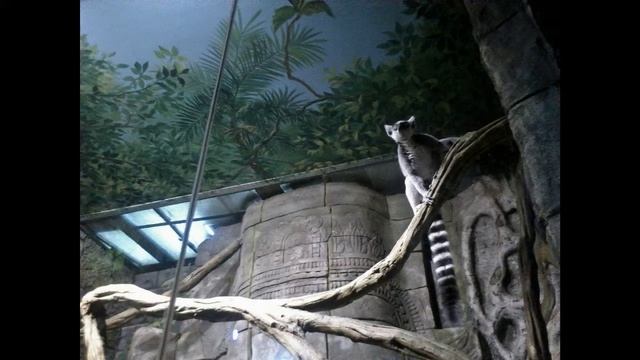 Воронежский океанариум смотреть онлайн