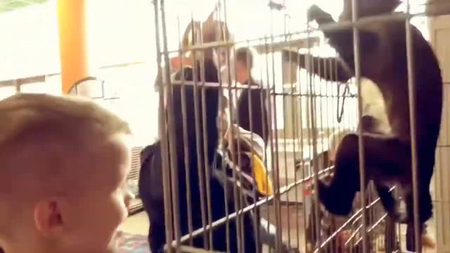 Зоопарк в сосновом бору смотреть онлайн