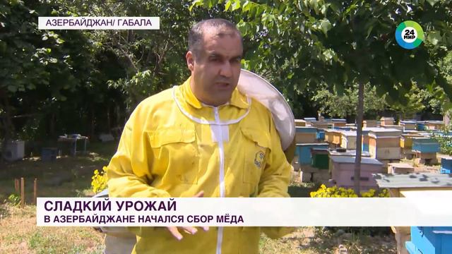 Потомственные пчеловоды в Азербайджане собирают мед по вековым правилам смотреть онлайн