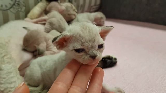 Девон Рекс котята.devon rex gatos bebé. Открыли глазки! Devon rex kitten new born Babys! смотреть онлайн