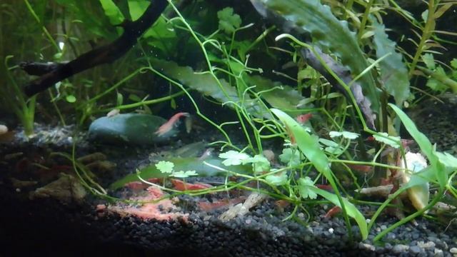 Мой креветочник 30 л. Креветки едят сухой корм смотреть онлайн