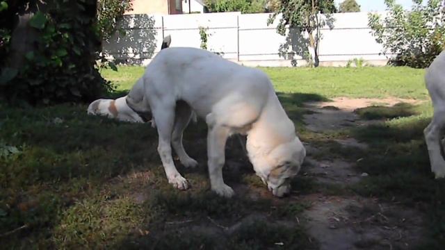 Сука/female 4,5 мес. ДАНАРА Та-Худжа смотреть онлайн