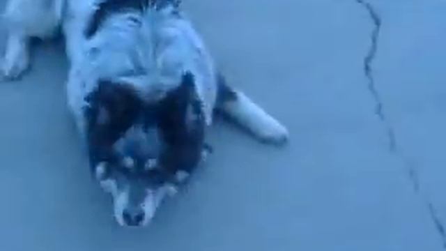 АЛАБАЙ самая сильная собака в мире смотреть онлайн