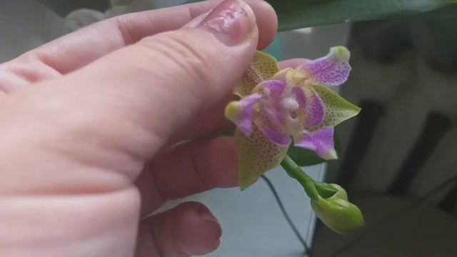 Моя орхидейка Микки Голден Санд пилор(трилипс)🌹🌺🌹🌺🌹🌺🌹🌺 смотреть онлайн