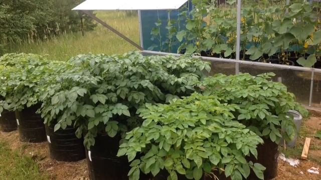 Мульчирование ОРГАНИКОЙ. Часть первая. СЕНО и ГОРЯЧАЯ ТРАВА. Встреча 12. АКАДЕМИЯ САДОВОДА-МЕШОЧНИК смотреть онлайн