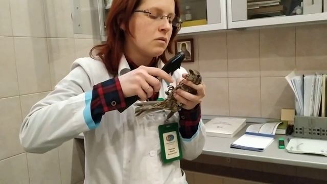 Ищем глаз у несчастного дрозда смотреть онлайн