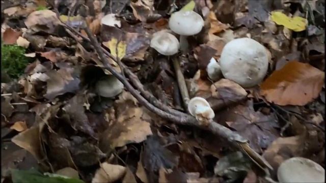 Осенние опята и серая рядовка - два дара поздней осени!Собрать и в банку!/Pilze sammeln und einlege смотреть онлайн
