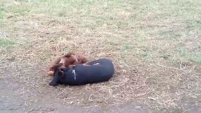 Ротвейлер Барон смотреть онлайн