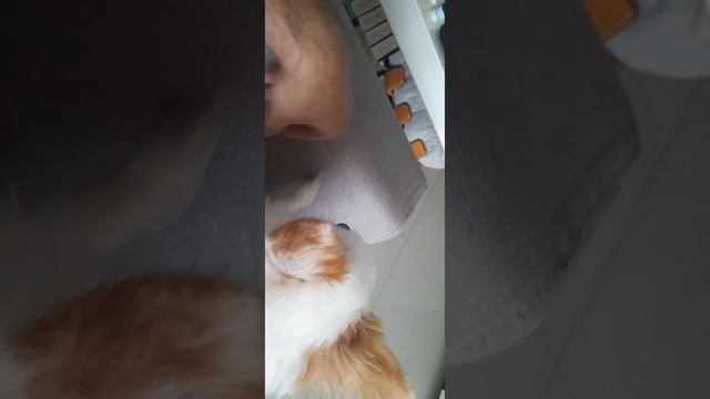 Собака забавным образом просит ласки