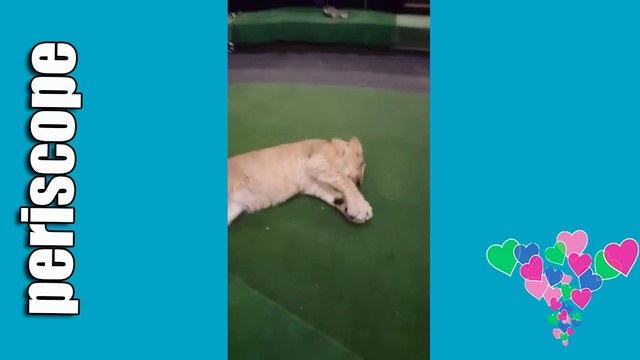 Репетиция с тиграми Rehersal With Tigers