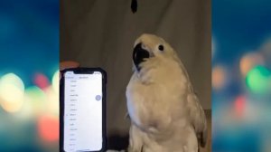 parrot dance original | Смешной папугай танцует