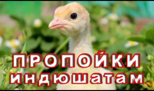 ПРОПОЙКИ ДЛЯ ИНДЮШАТ. МИФЫ о бройлерной индейке