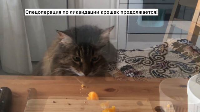 Кот воришка | Кот ворует еду со стола Смешные коты Приколы с котами смотреть онлайн
