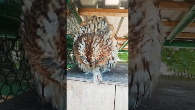 Смешная Сова.Мгарский Монастырь смотреть онлайн